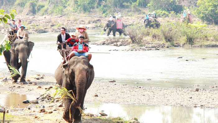Elephants carry tourists at Buon Don in the Central Highlands province of Dak Lak. Photo: Tuoi Tre