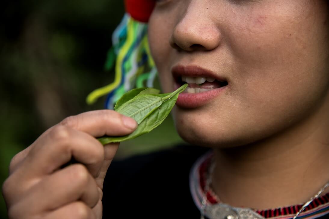 A photo in Nguyen Tuong Van’s photographic report on the beauty of ancient Shan Tuyet tea plants and the diverse ethnic minority groups in Ha Giang for display at Tra Art exhibition in Hanoi.