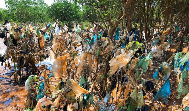 Trash envelopes a once green mangrove swamp at a coastline area near Hau Loc District, in the north-central province of Thanh Hoa. Photo: Tuoi Tre