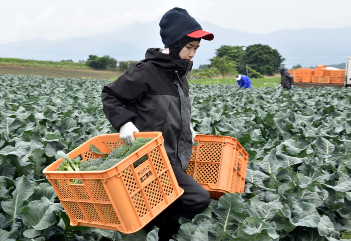 Workers from Thailand work at Green Leaf farm, in Showa Village, Gunma Prefecture, Japan, June 6, 2018. Photo: Reuters