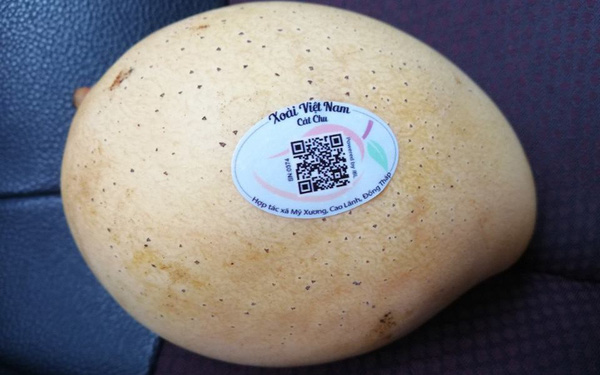 A Cat Chu mango stamped with a QR code. Photo: Tuoi Tre