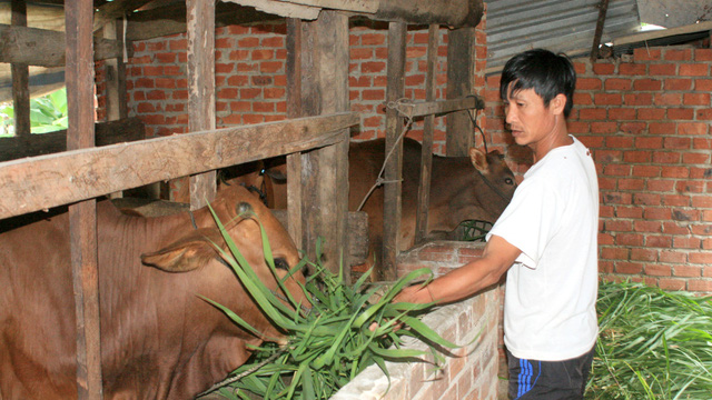 A farmer in the central-highland province of Dak Lak feed the cows with grass. Photo: Tuoi Tre