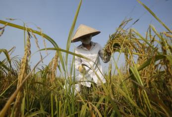 A farmer harvests rice at a paddy field in Dong Tri village, outside Hanoi, Vietnam October 8, 2014. Photo: Reuters