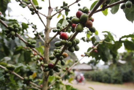 Arabica cherries are seen during an early harvest on a coffee farm in Hua La village, at Vietnam's northwest Son La province, Vietnam. Photo: Reuters