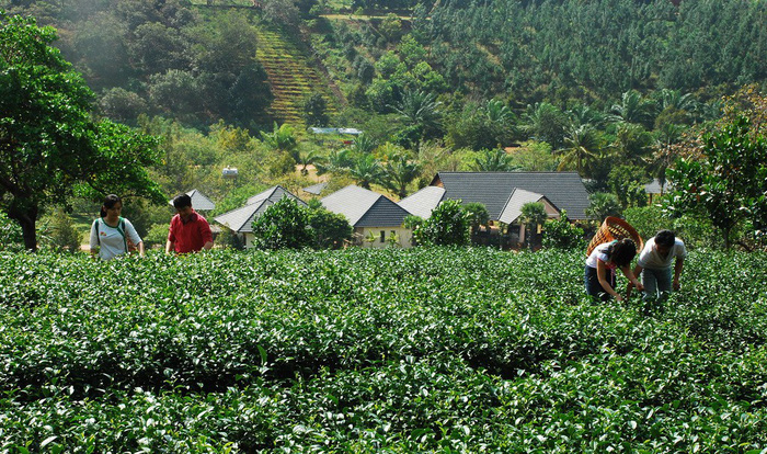 Laborers work at an ecotourism resort owned by Pham Thi My Le in Vietnam. Photo: Tuoi Tre