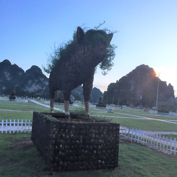 Wild plants on the pig statue in October 30 square in Ha Long City.
