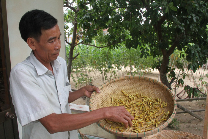 A farmer holds a basket of silkworms at his house in Quang Nam Province, Vietnam. Photo: Tuoi Tre