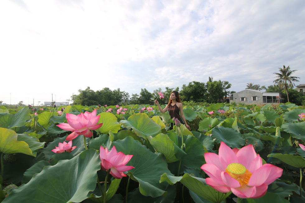 A woman in ao yem stands out amongst the lotus ‘forest’