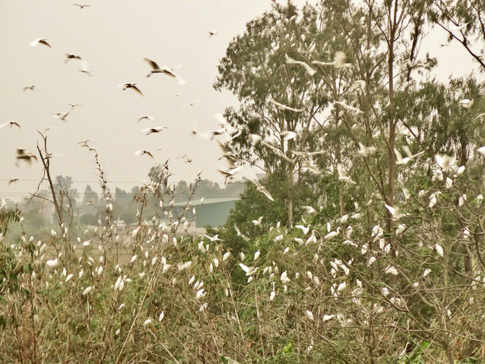 Storks flock to Tai’s land between 5-6pm every day