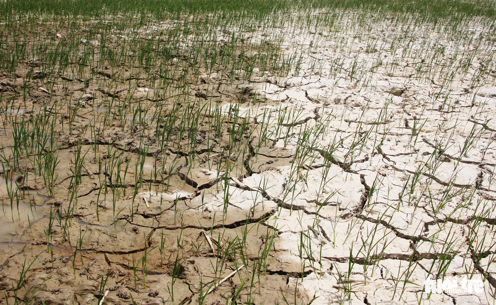 A paddy field is drying up due to prolonged drough.