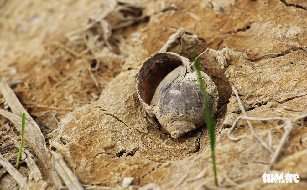 A dead snail in the middle of a dried-up field
