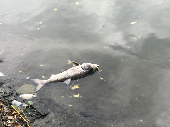 A bloated fish is seen at Ho Tay (West Lake) in Hanoi, Vietnam, July 9, 2018. Photo: Tuoi Tre