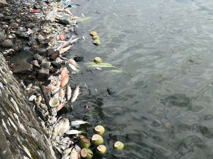 Dead fish float at Ho Tay (West Lake) in Hanoi, Vietnam, July 9, 2018. Photo: Tuoi Tre
