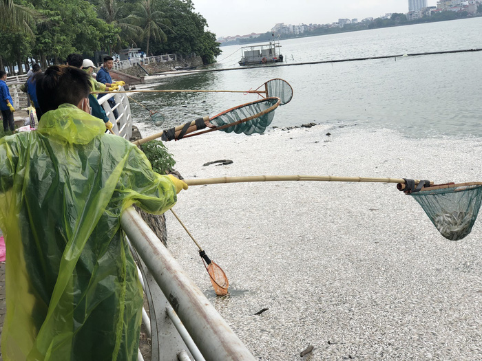 Workers remove dead fish from Ho Tay (West Lake) in Hanoi, Vietnam, July 9, 2018. Photo: Tuoi Tre