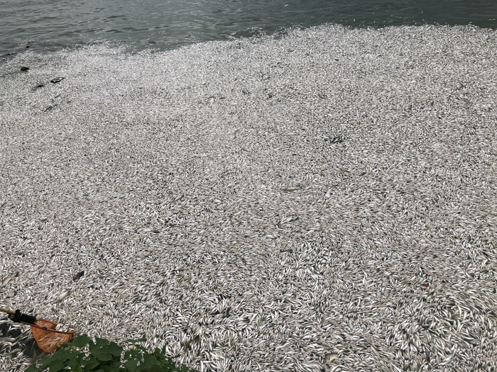 Dead fish float at Ho Tay (West Lake) in Hanoi, Vietnam, July 9, 2018. Photo: Tuoi Tre