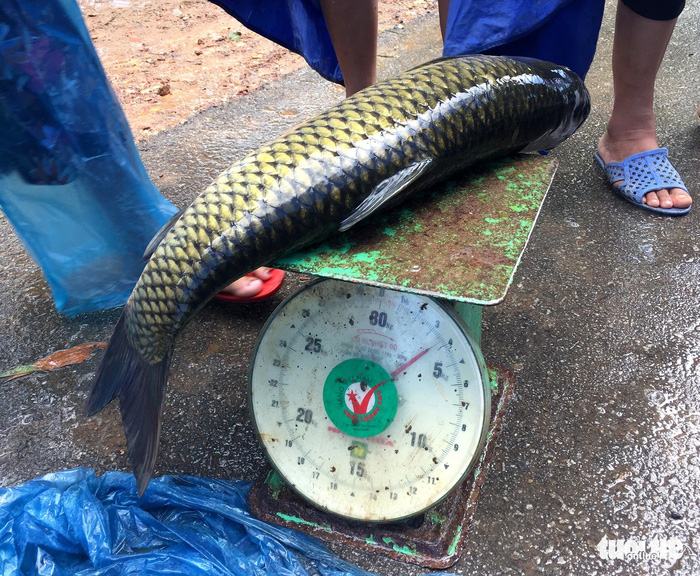 A dead fish is weighed on a scale in Thua Thien-Hue Province, Vietnam, July 10, 2018. Photo: Tuoi Tre