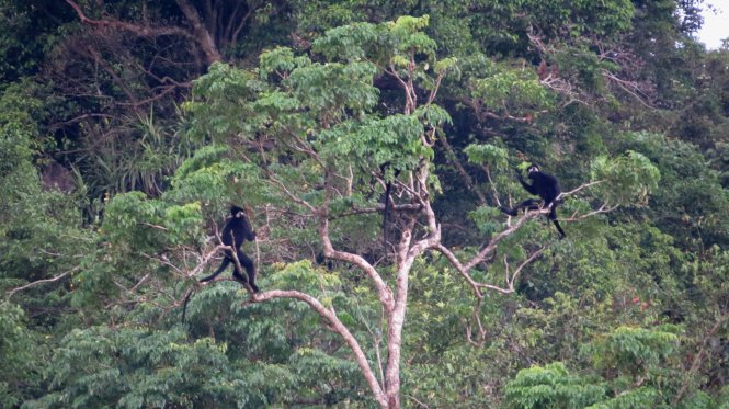 Hatinh langurs are perched on a tree in Quang Binh Province, Vietnam. Photo: Tuoi Tre