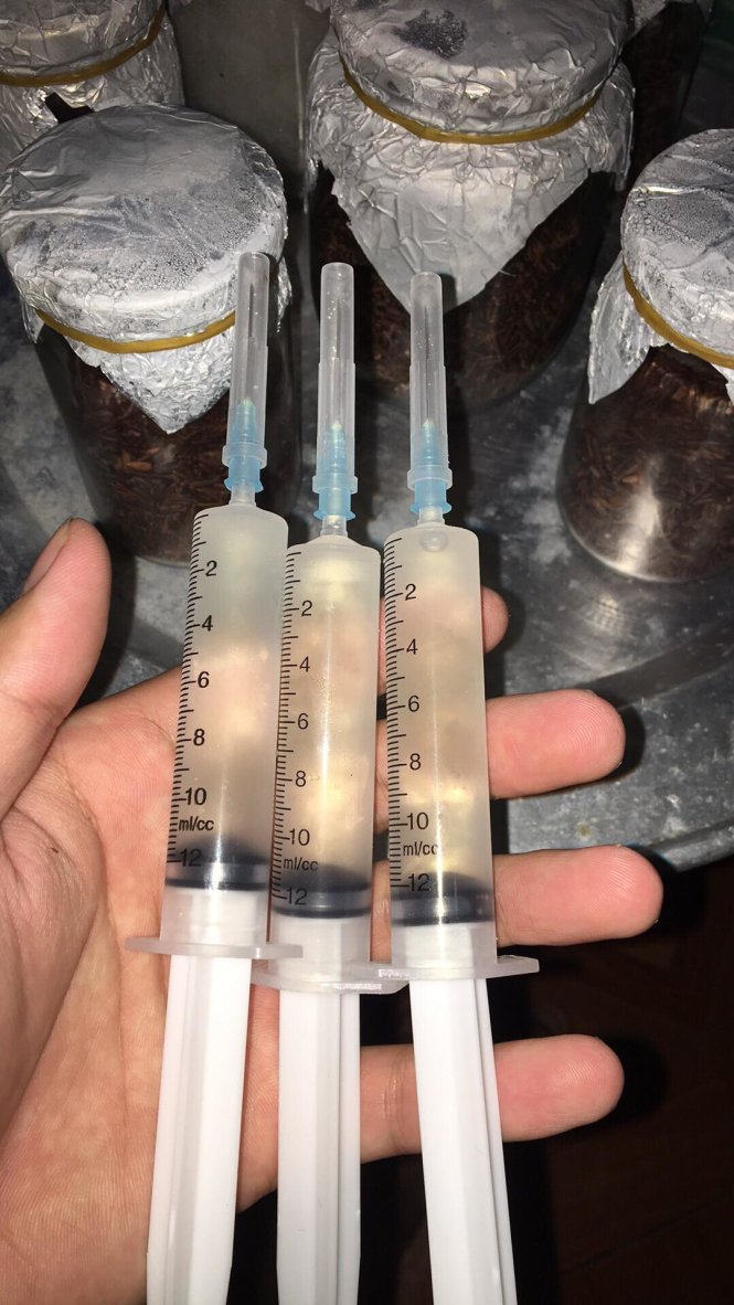 Spores of magic mushrooms are kept in a fluid mixture inside hypodermic syringes. Photo: Tuoi Tre