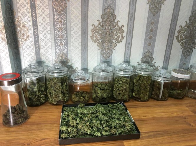 Harvested cannabis is dried and bottled before selling to customers. Photo: Tuoi Tre