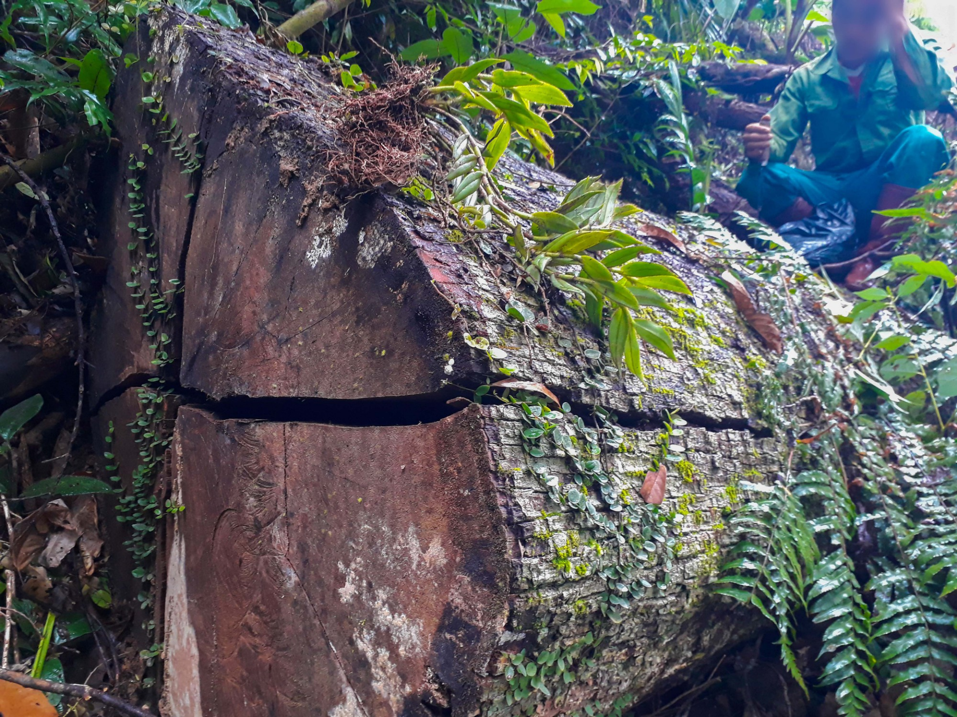 ​Protection forest devastated in northern Vietnam