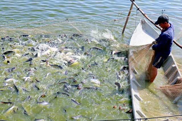 ​Vietnam’s catfish on verge of losing US market over steep anti-dumping duties