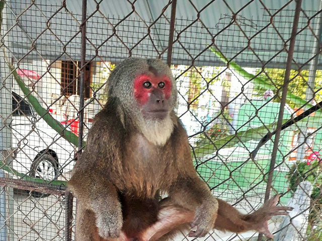 â€‹Endangered macaque to be released to wild after 17 years of captivity in Vietnam