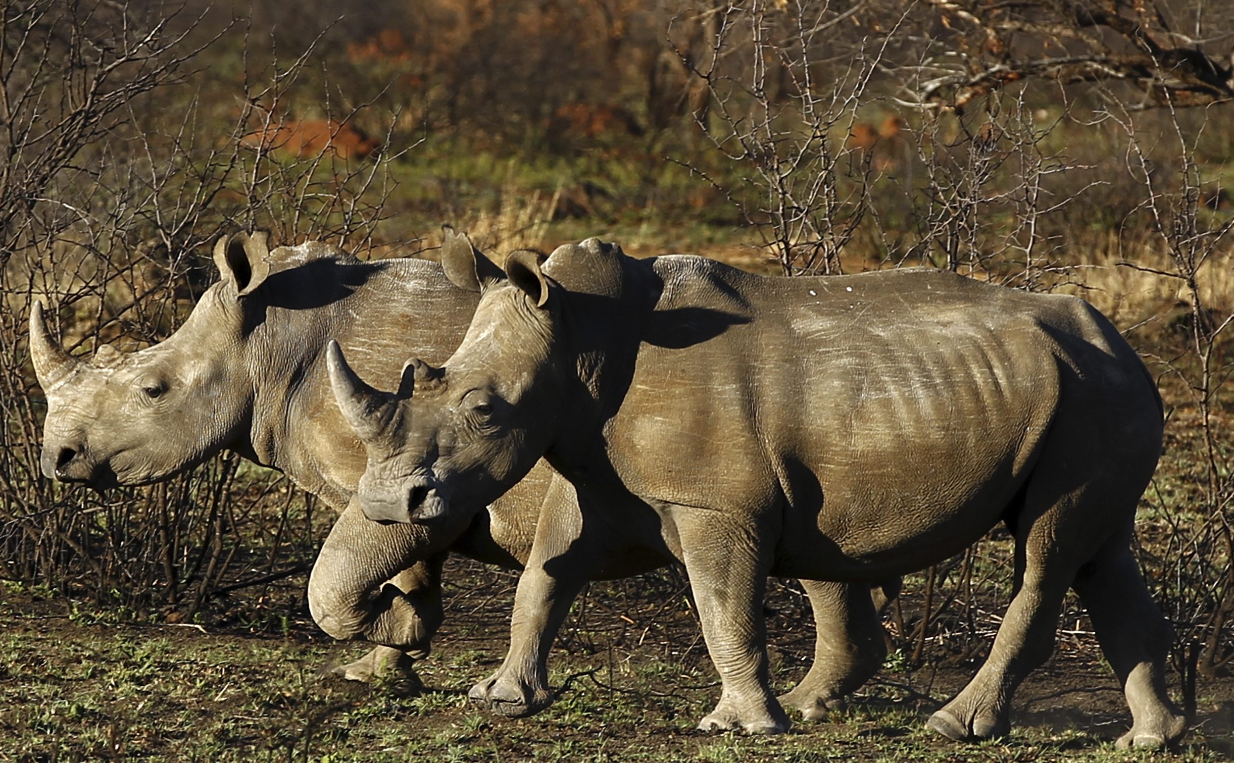 Носорог природная зона. Широконосый носорог.