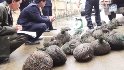 French customs seize pangolin scales headed for Vietnam