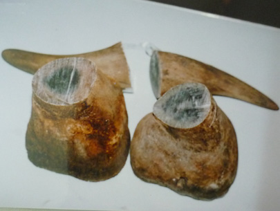 7.28 kg of rhino horns seized at HCMC airport
