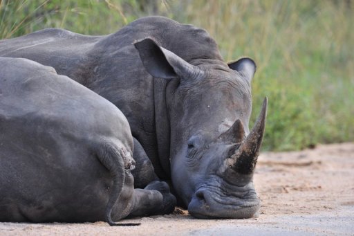 Vietnam, S.Africa target illegal rhino hunters