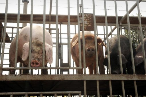 Flu infections rising among Chinese pigs: study