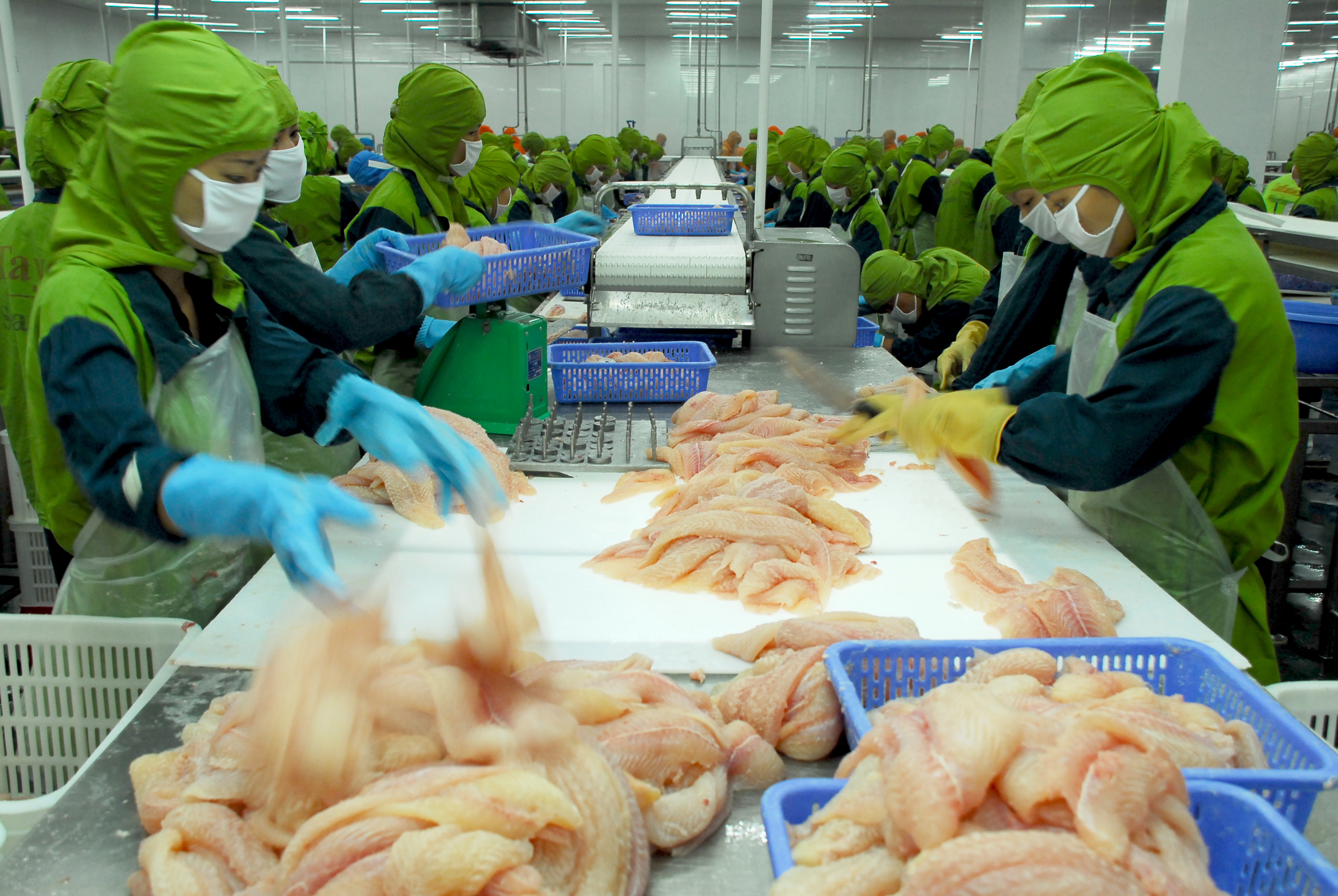 Vietnamese catfish exports to US continue to rise
