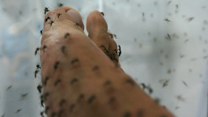 Falling prey to mosquitoes for science’s sake