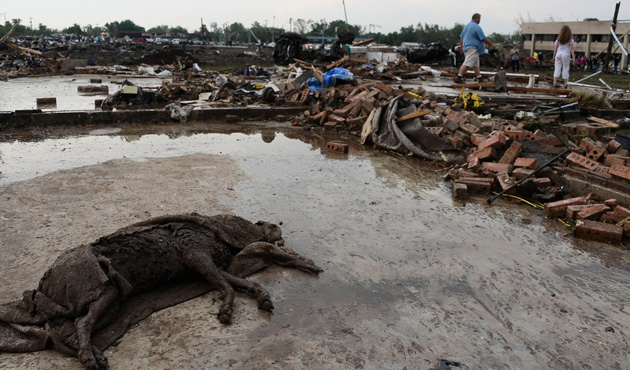 A dead dog lies covered in the driveway of a home after a tornado struck Moore, Oklahoma, May 20, 2013.