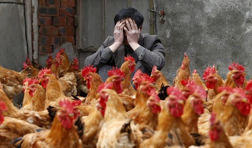 Bird flu panic put into perspective