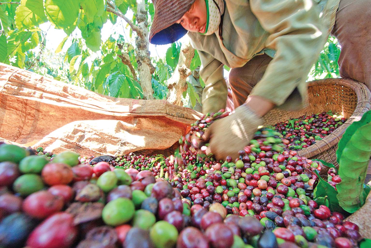 Vietnam may regain Buon Ma Thuot coffee brand from China