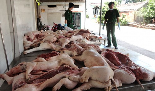 More rotten pigs detected in HCMC