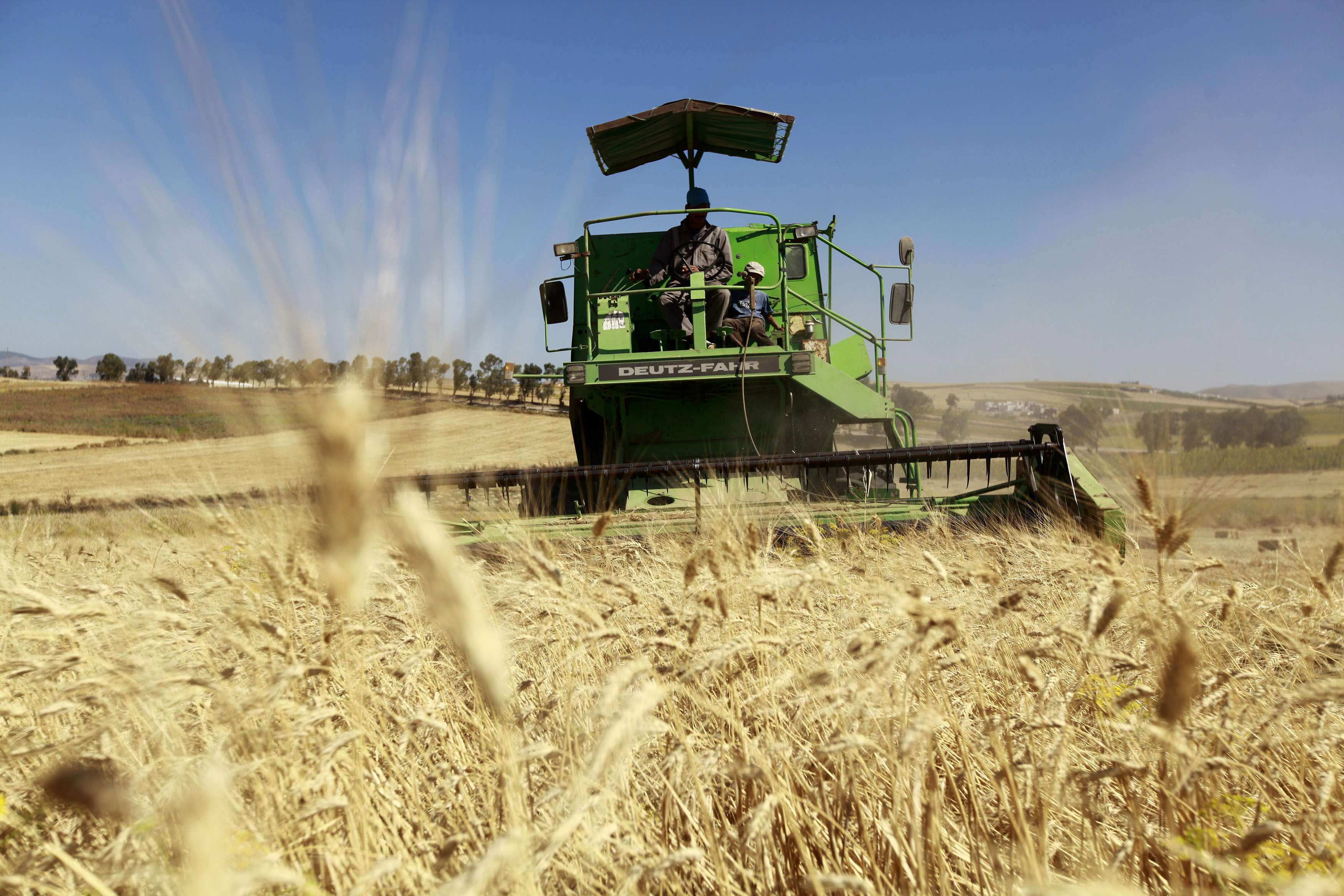US says rogue wheat was 'isolated' incident
