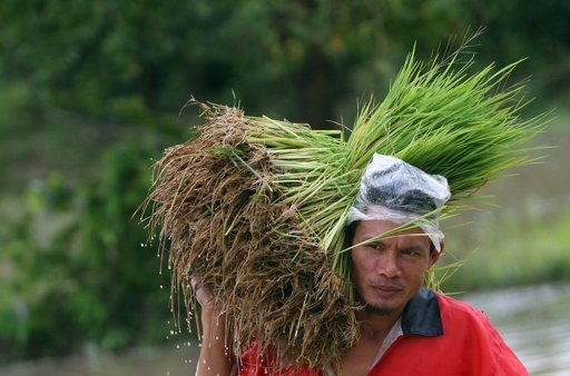 Thailand cuts rice-buying subsidy after big losses