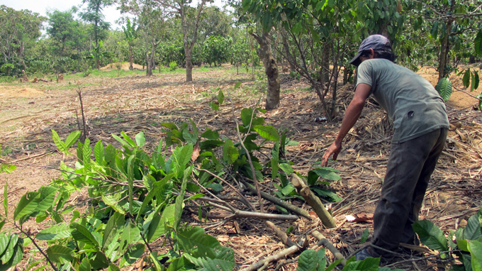 Grow them and chop them, Dak Lak farmers in cacao dilemma