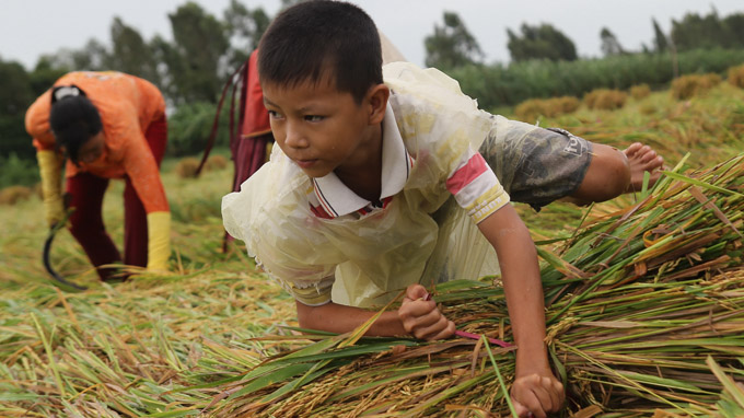 11-year-old Tran Van Hau helps his family with sheaving the rice plants.