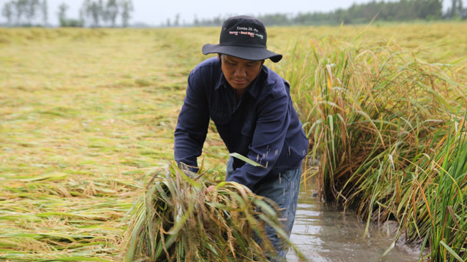 Farmer Ton Van Phong looks sad as his paddy field is affected by rains.