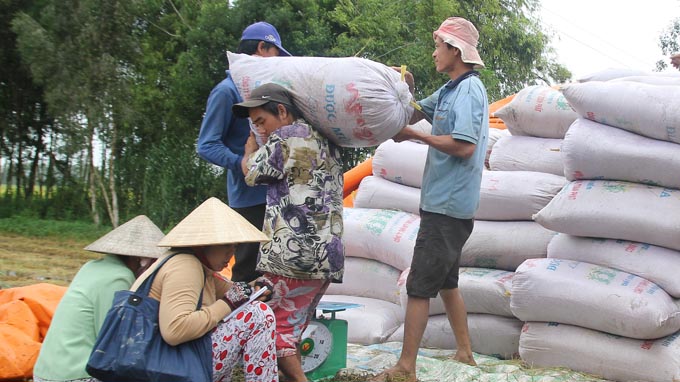 Traders purchase fresh rice from VND3,800 and VND4,200 per kg.