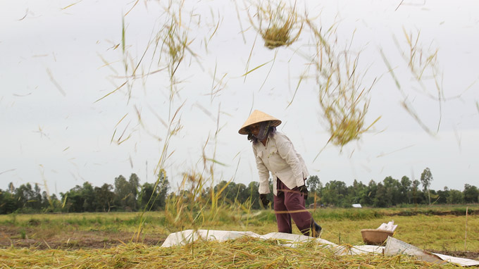 Tran Thi Hai, 68, picks up paddy grain from a straw heap.