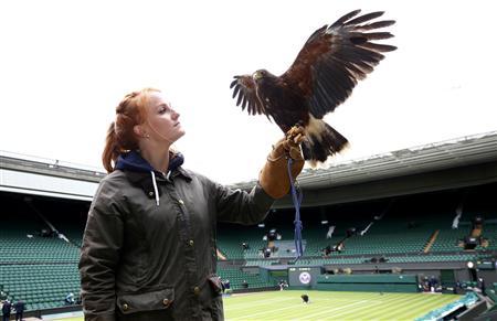 Rufus the Hawk clears Wimbledon as record crowds queue up