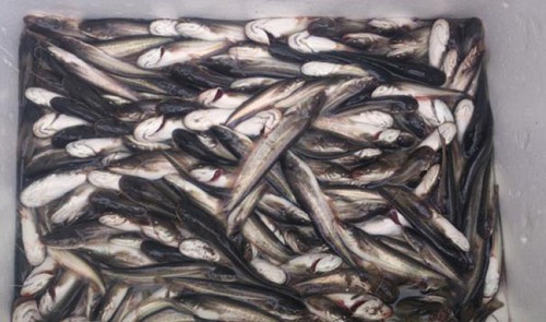 Hanoi seizes smuggled Chinese snakehead fish