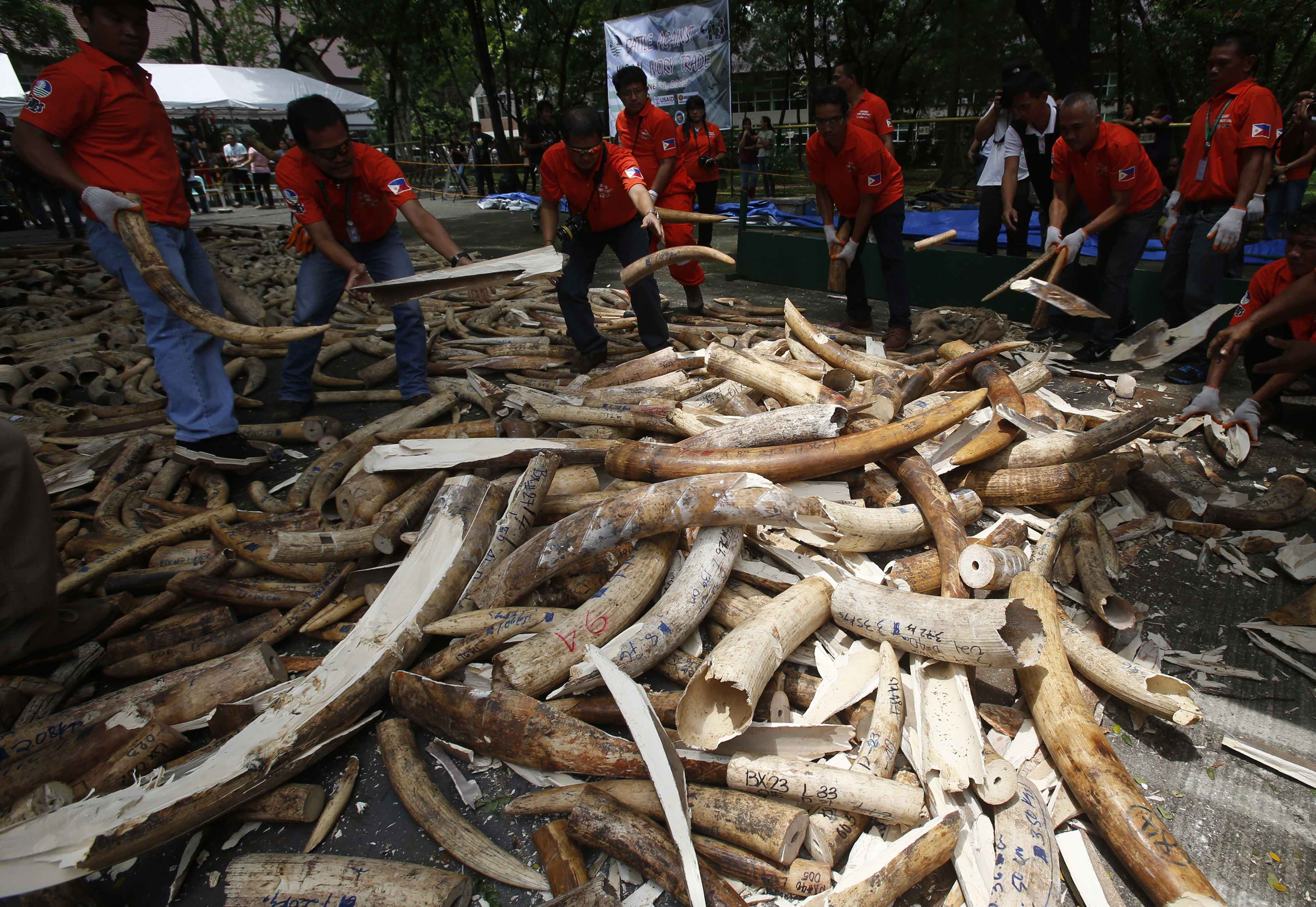 Scientists reveal new way to track illegal ivory