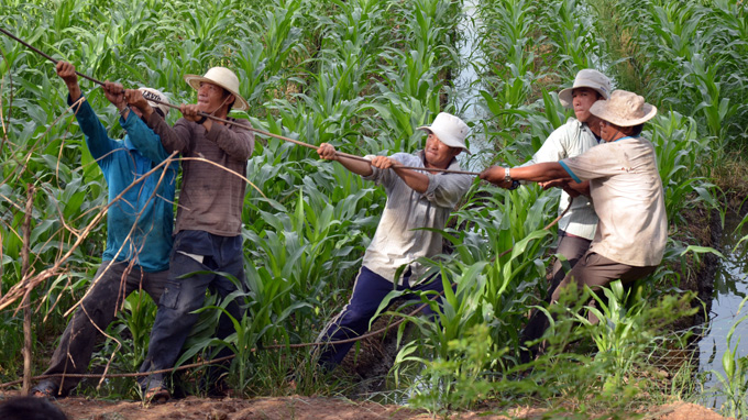 Upon seeing three farmers struggling to take down a tree with a rope, two young men nearby came to give a helping hand.