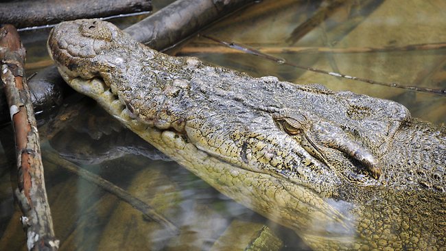 Croc bites off US tourist's fingers on Mexico golf course