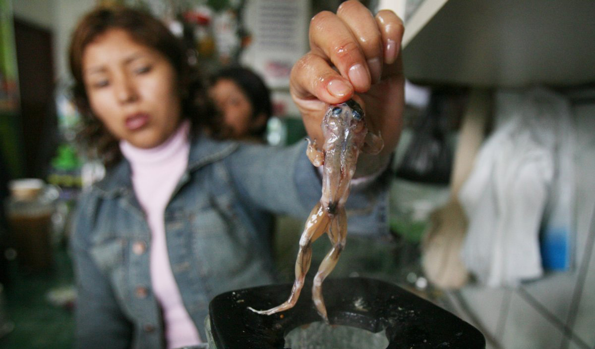 A woman drops a skinned frog into a blender in Peru. Some Peruvians believe that frog juice or 
